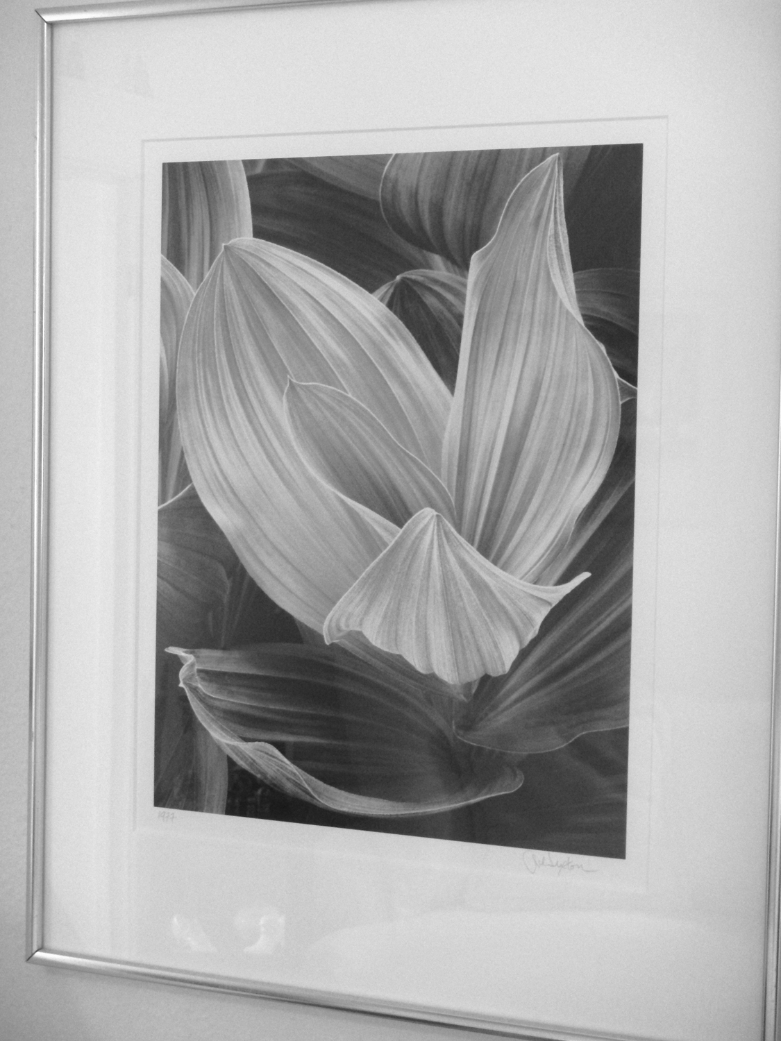 Corn Lily by John Sexton